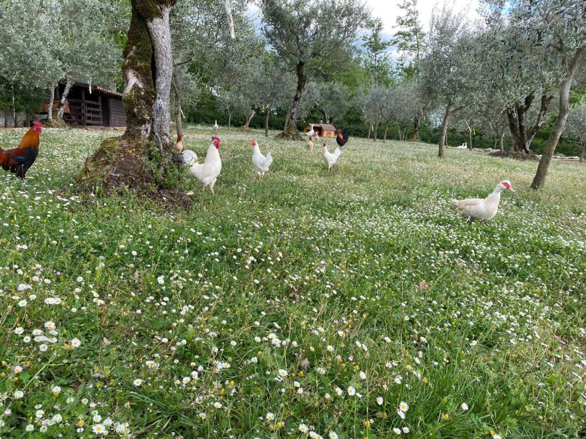 Agriturismo L'Ulivo Padula Exterior photo